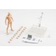 Figurine S.H.Figuarts - Body Kun (Male) Pale Orange Color Version